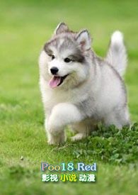 收留小奶狗之后(年下H)