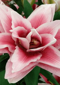 花开无叶,叶生无花:狮子心